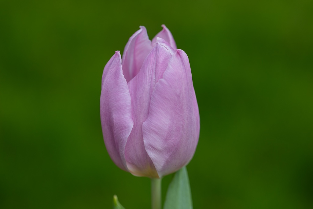 Tulipe, Violet-pastel