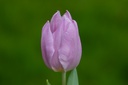 Tulipe, Violet-pastel