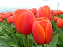 Tulipe, Tornade de feu
