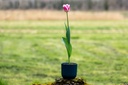 Tulipe, Royale