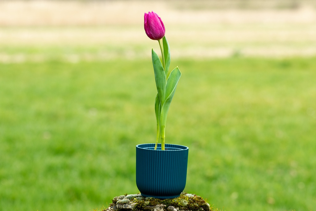Tulipe, Kiss