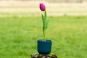 Tulipe, Kiss