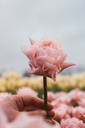 Tulipe, Je t'aime