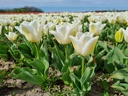 Tulipe, Blondie