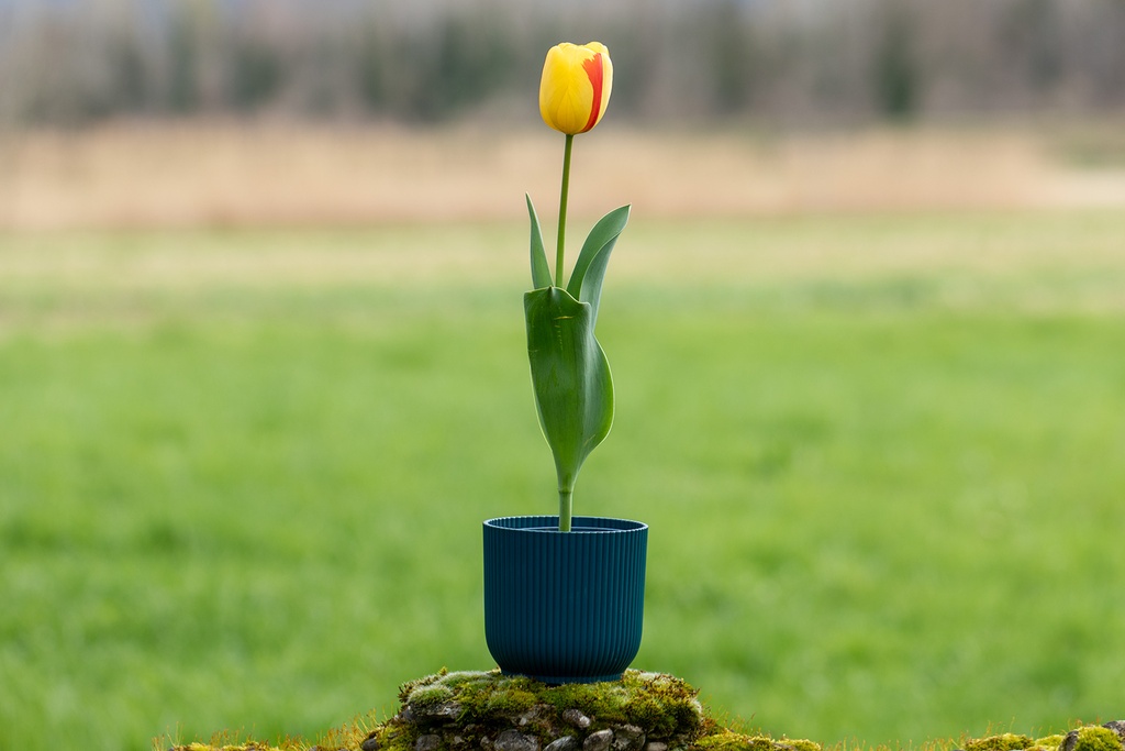 Tulipe, Coucher de soleil
