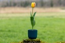 Tulipe, Coucher de soleil
