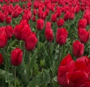 Tulipe, Couronne rouge