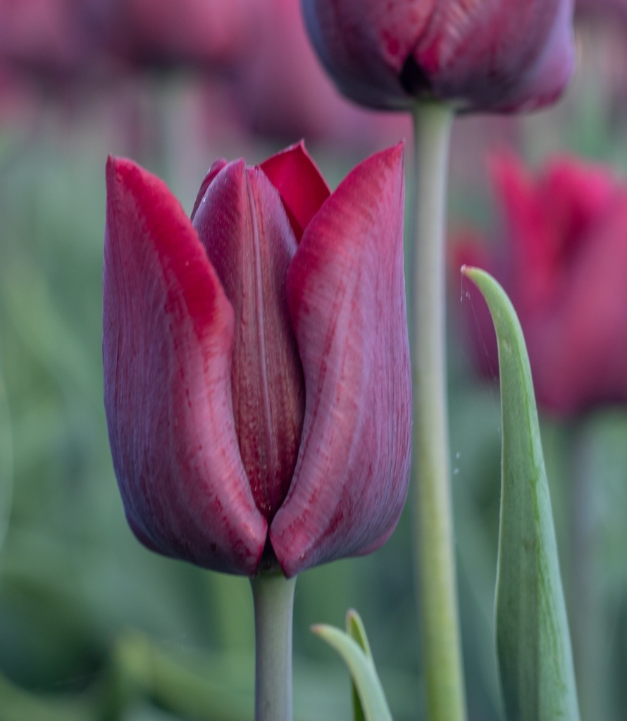 Tulipe, Violette élancée