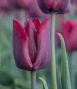 Tulipe, Violette élancée