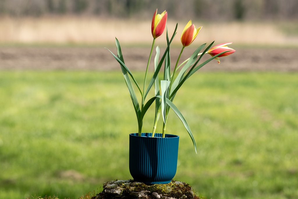 Tulipe de l'Écluse, Flame rouge-jaune