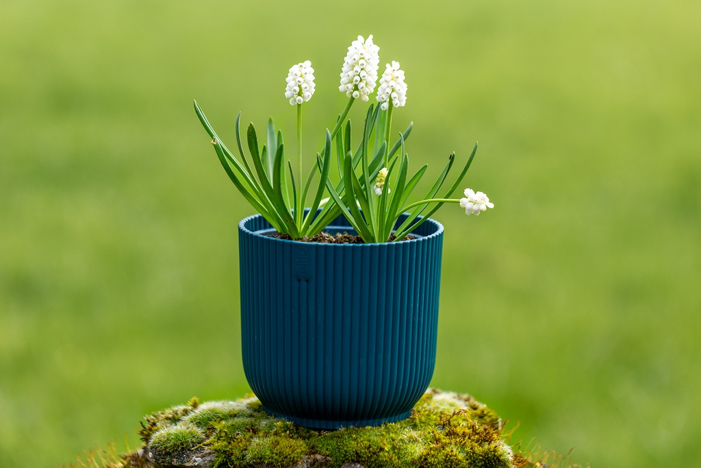 Muscari, Nuage