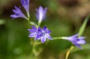 Brodiae, Ciel Bleu