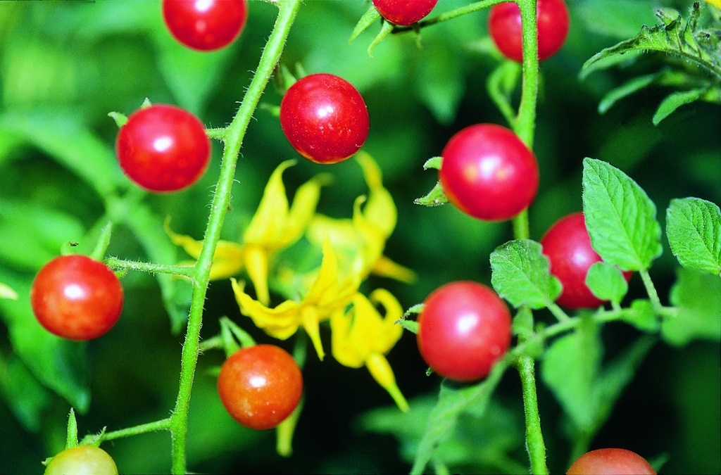 Planton, Tomate, Sauvage du Pérou