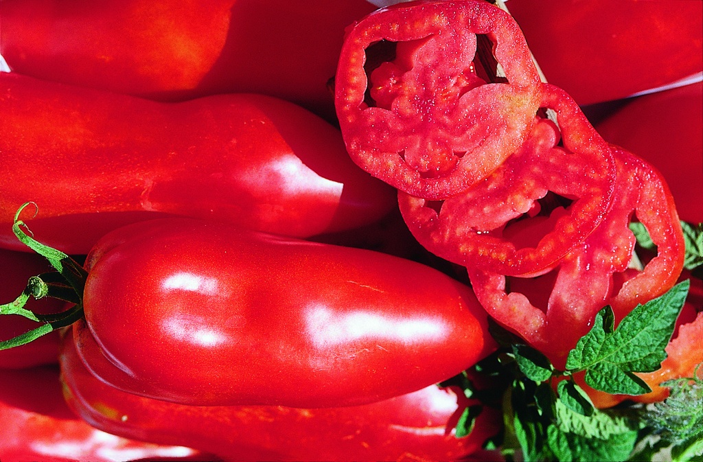 Planton, Tomate, San Marzano (Type de l'île d'Elbe)