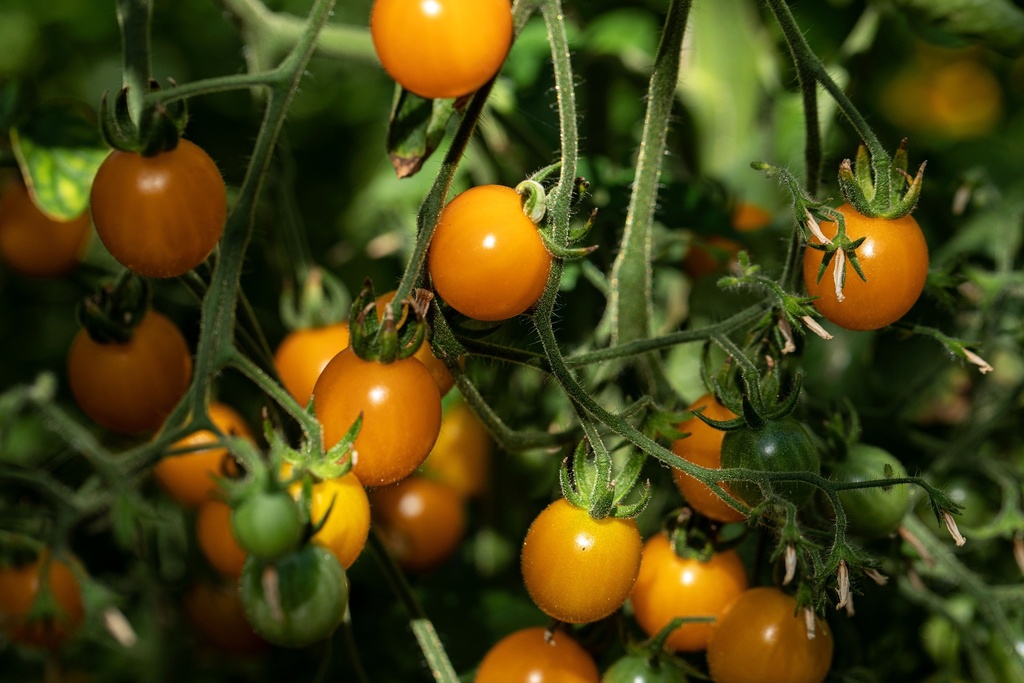 Planton, Tomate, Cerise jaune