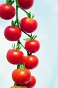 Planton, Tomate, Type Cherry rouge