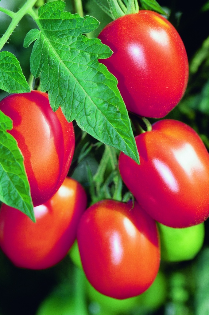 Planton, Tomate, Tomate grimpante