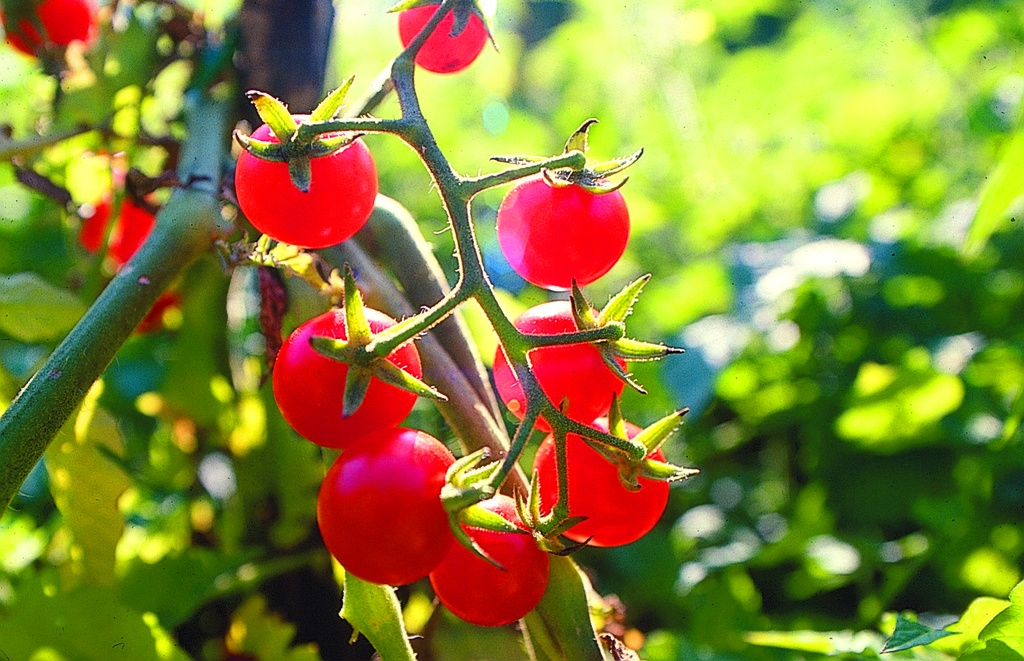 Planton, Tomate, Petite du Mexique