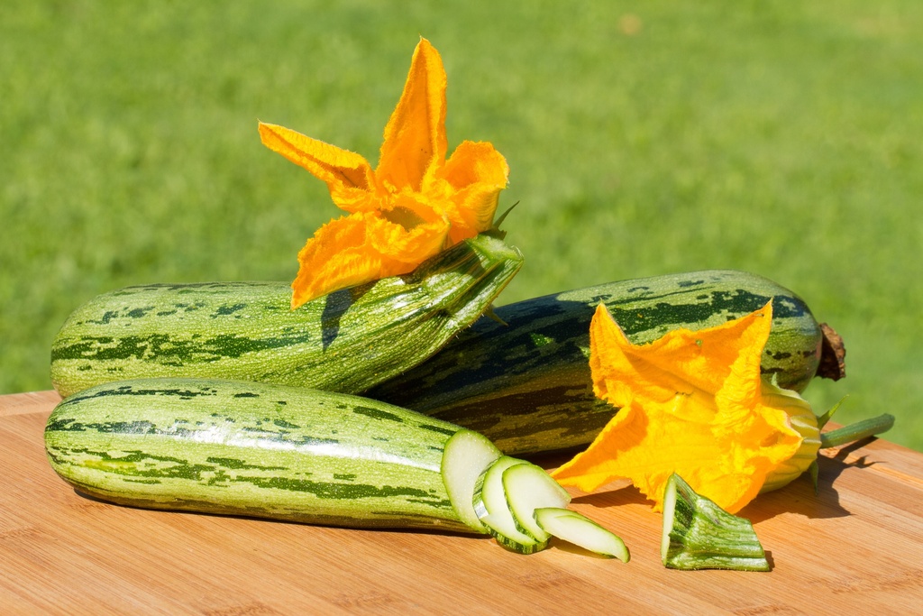 Planton, Courgette, de Gênes striée 