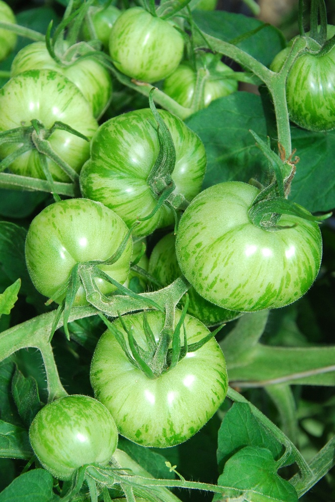 Planton, Tomate, Zèbre vert