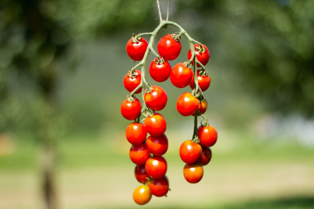 Planton, Tomate, Miel du Mexique