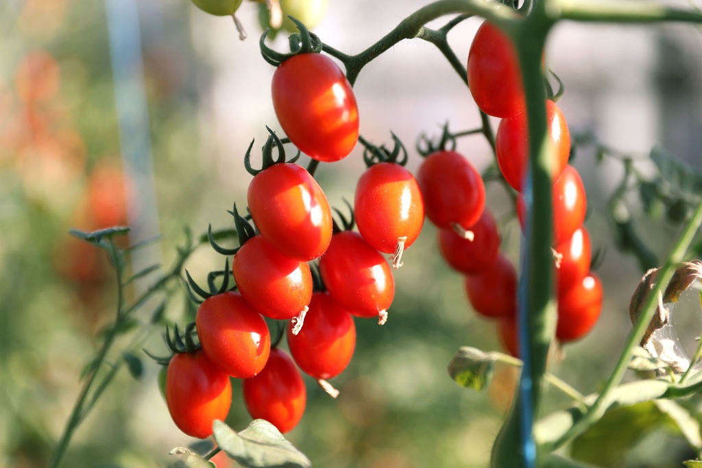 Planton, Tomate, Datte orange