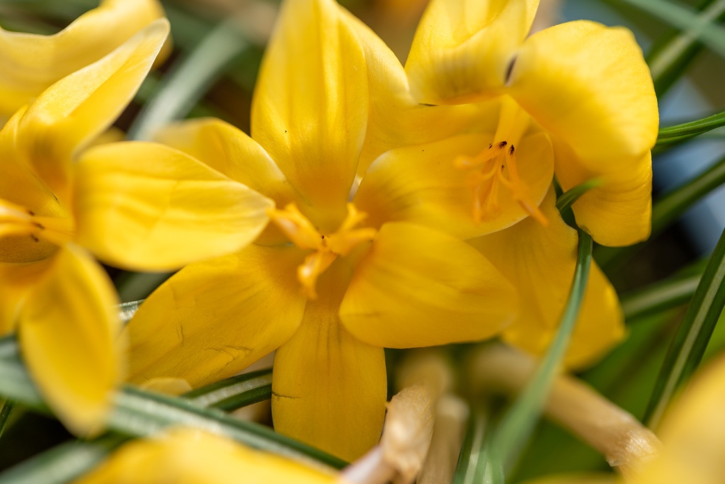 Mélange De Bulbes Pour Abeilles, Apéritif Royal