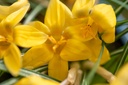 Mélange De Bulbes Pour Abeilles, Apéritif Royal