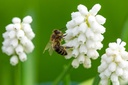 Mélange De Bulbes Pour Abeilles, Apéritif Royal