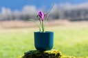 Iris, Violette Royale