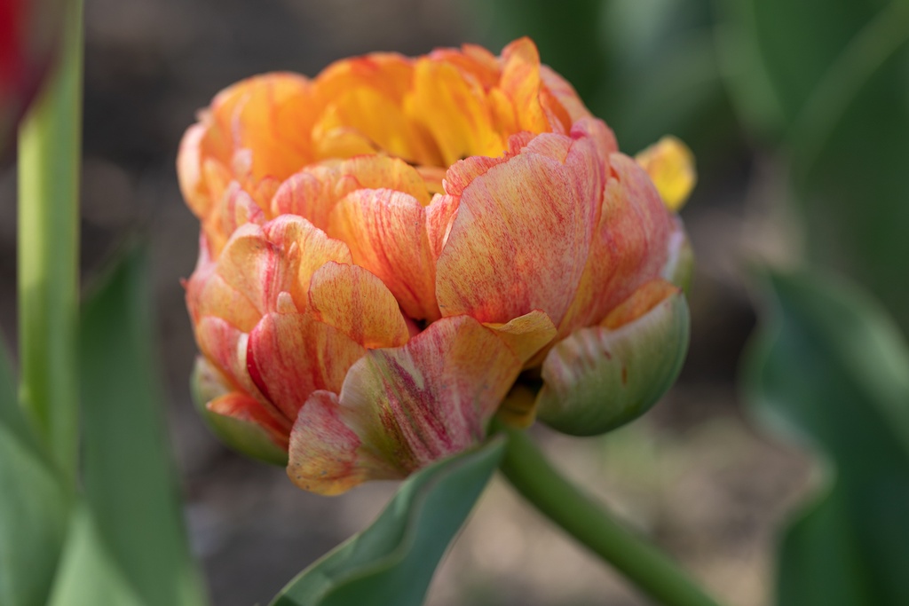Tulipe, Gudoshnik Double