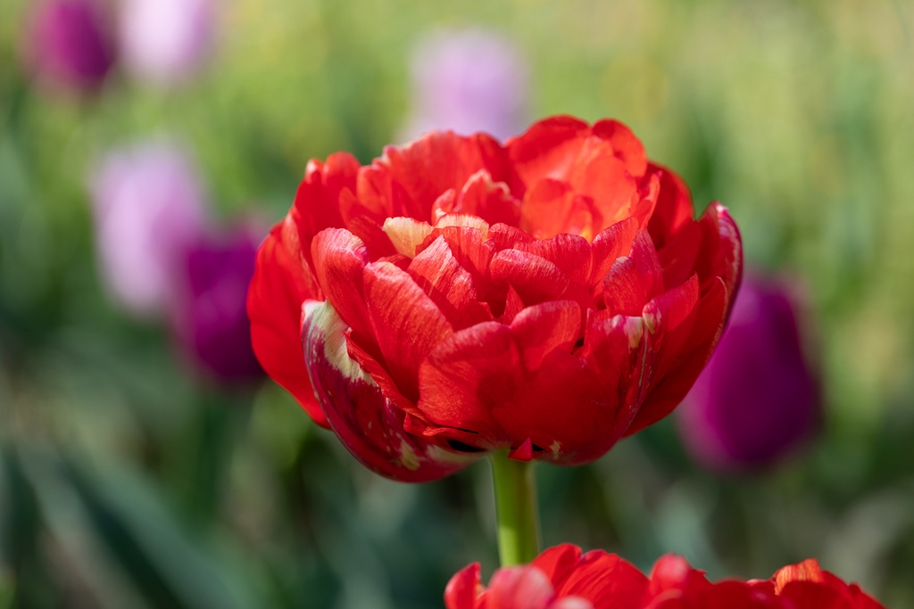 Tulipe, Gudoshnik Double