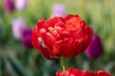 Tulipe, Gudoshnik Double