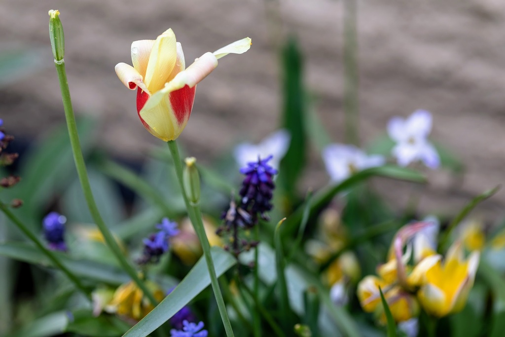 Mélange de bulbes, Buffet abeilles "Pots et jardinières"