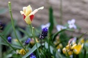 Mélange de bulbes, Buffet abeilles "Pots et jardinières"