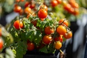 Tomate, Balconia