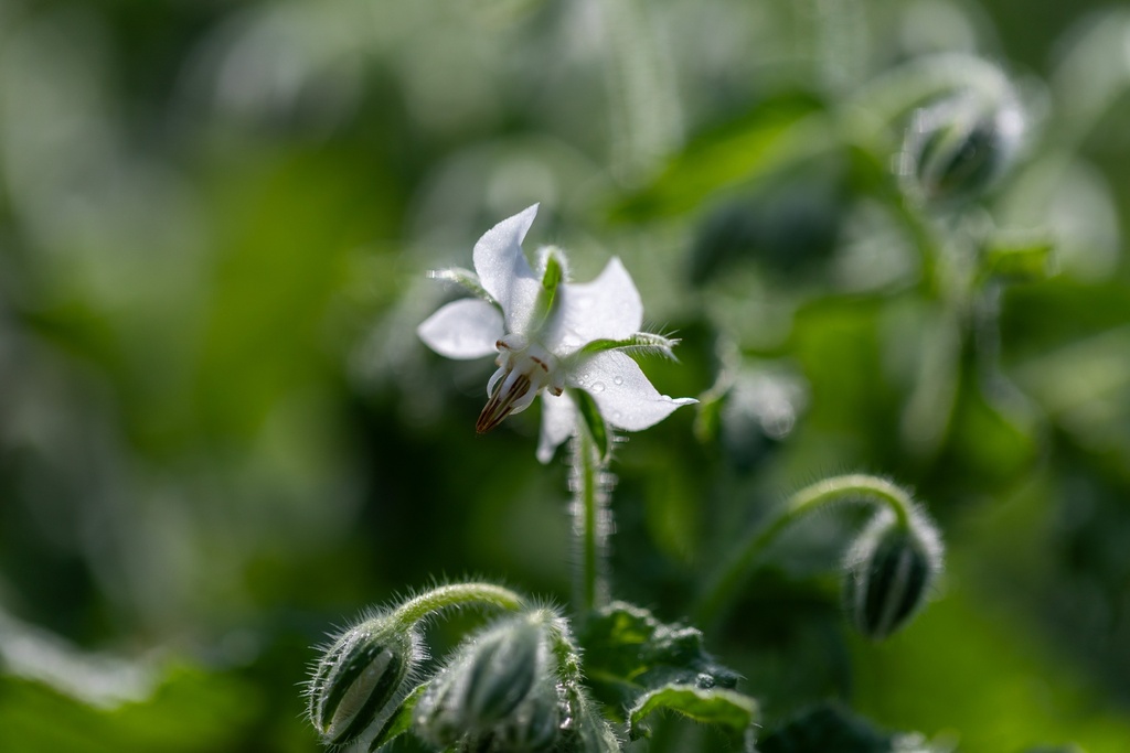 Bourrache, Blanche