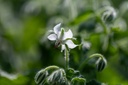Bourrache, Blanche