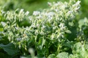 Bourrache, Blanche