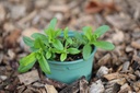 Planton bio d'Oeillet des Poètes