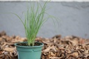Planton bio d'Oignon à Tige blanche