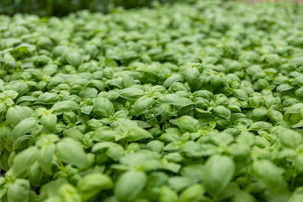 Planton bio de Basilic 'De Gênes'