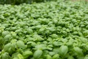 Planton bio de Basilic 'De Gênes'