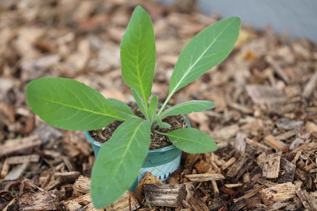 Planton bio de Julienne des Jardins 'Bleue'