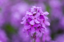 Planton bio de Julienne des Jardins 'Bleue'
