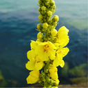 Planton bio de Molène à Fleurs Denses