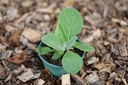 Planton bio de Molène à Fleurs Denses
