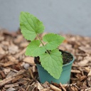 Planton bio de Monnaie-du-pape