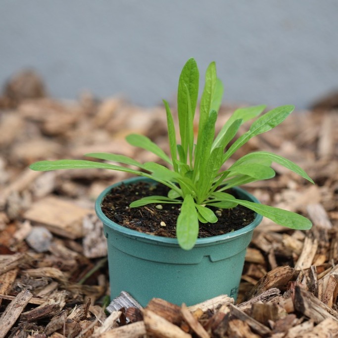 Planton bio de Réséda des Teinturiers