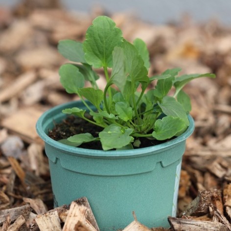 Planton bio de Violette Cornue 'Minifleur'